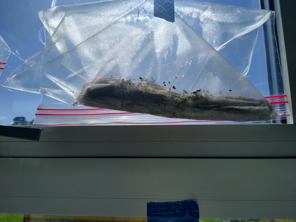 MESmith_345's tweet photo. Day 9 of our sock garden @mack_benn .... Something is growing in there!!! 🌳🪴We'll keep you posted. #MarlinsAreGOALS #mightymarlins https://t.co/U0QFD0Y75I