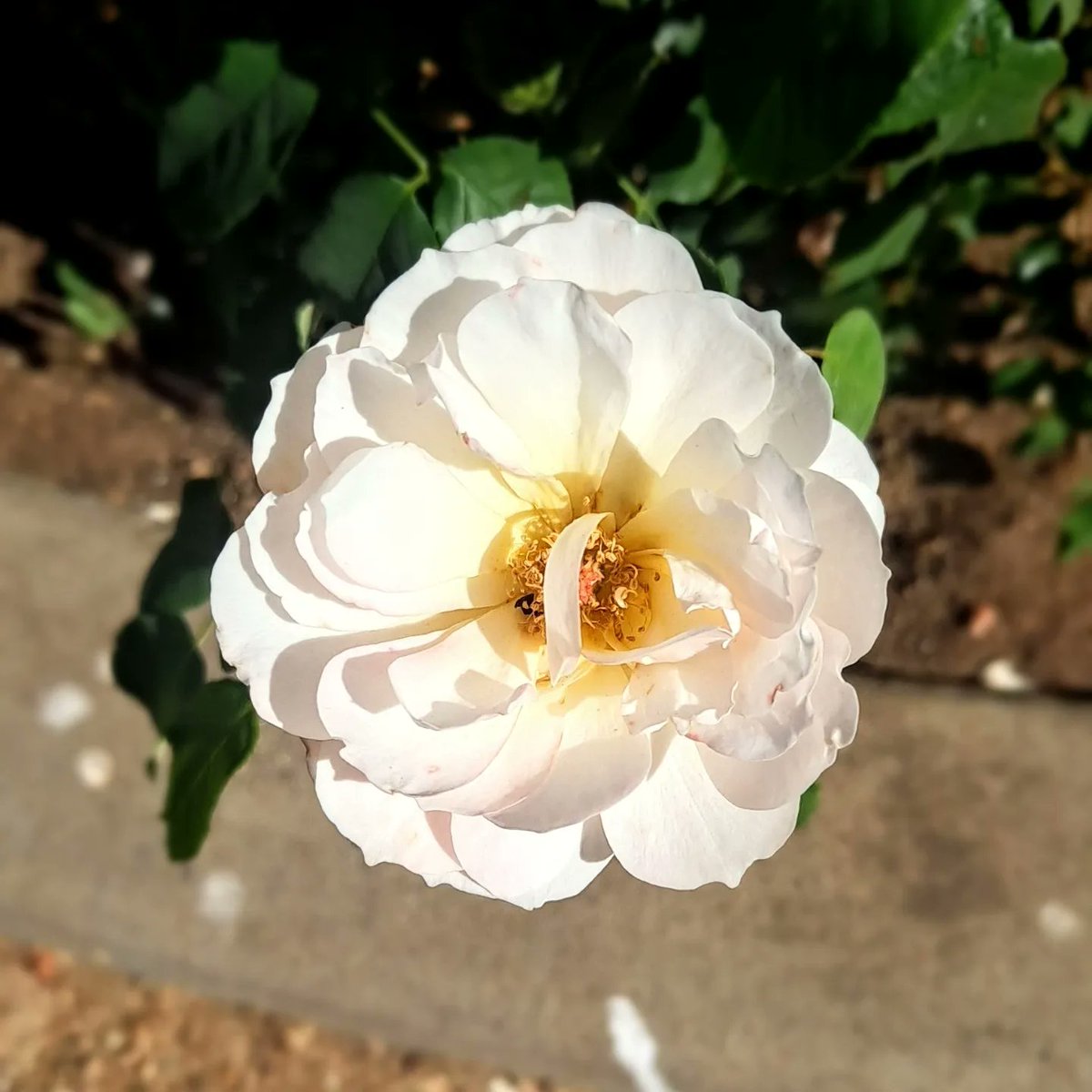 #photography #Flowers #flowerphotography #NaturePhotography