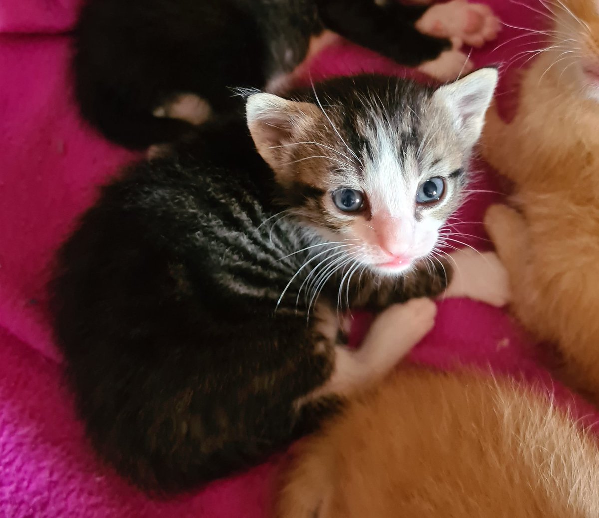 justineducern's tweet photo. Si vous êtes dans le 16  - Charente
et si vous pouvez faire un petit don de lait maternisé pour ces 4 chatons dont la maman vient d'être renversée - Merci pour eux
Association ARBRACHATS  Tél 06 10 36 37 81
https://t.co/0U2VfB67fL https://t.co/N2ZDxMbHM6