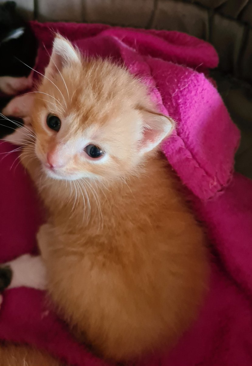 justineducern's tweet photo. Si vous êtes dans le 16  - Charente
et si vous pouvez faire un petit don de lait maternisé pour ces 4 chatons dont la maman vient d'être renversée - Merci pour eux
Association ARBRACHATS  Tél 06 10 36 37 81
https://t.co/0U2VfB67fL https://t.co/N2ZDxMbHM6
