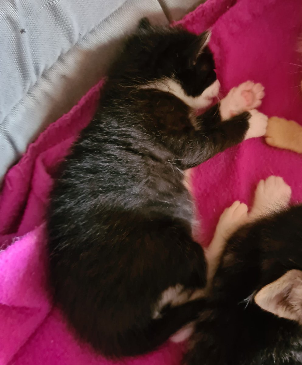 justineducern's tweet photo. Si vous êtes dans le 16  - Charente
et si vous pouvez faire un petit don de lait maternisé pour ces 4 chatons dont la maman vient d'être renversée - Merci pour eux
Association ARBRACHATS  Tél 06 10 36 37 81
https://t.co/0U2VfB67fL https://t.co/N2ZDxMbHM6
