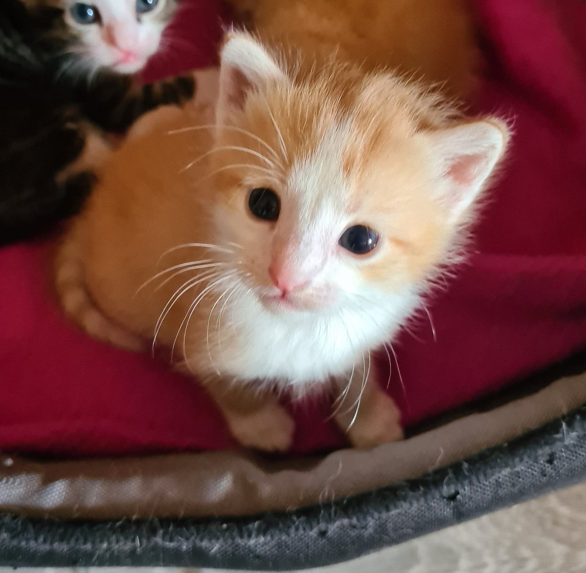 justineducern's tweet photo. Si vous êtes dans le 16  - Charente
et si vous pouvez faire un petit don de lait maternisé pour ces 4 chatons dont la maman vient d'être renversée - Merci pour eux
Association ARBRACHATS  Tél 06 10 36 37 81
https://t.co/0U2VfB67fL https://t.co/N2ZDxMbHM6
