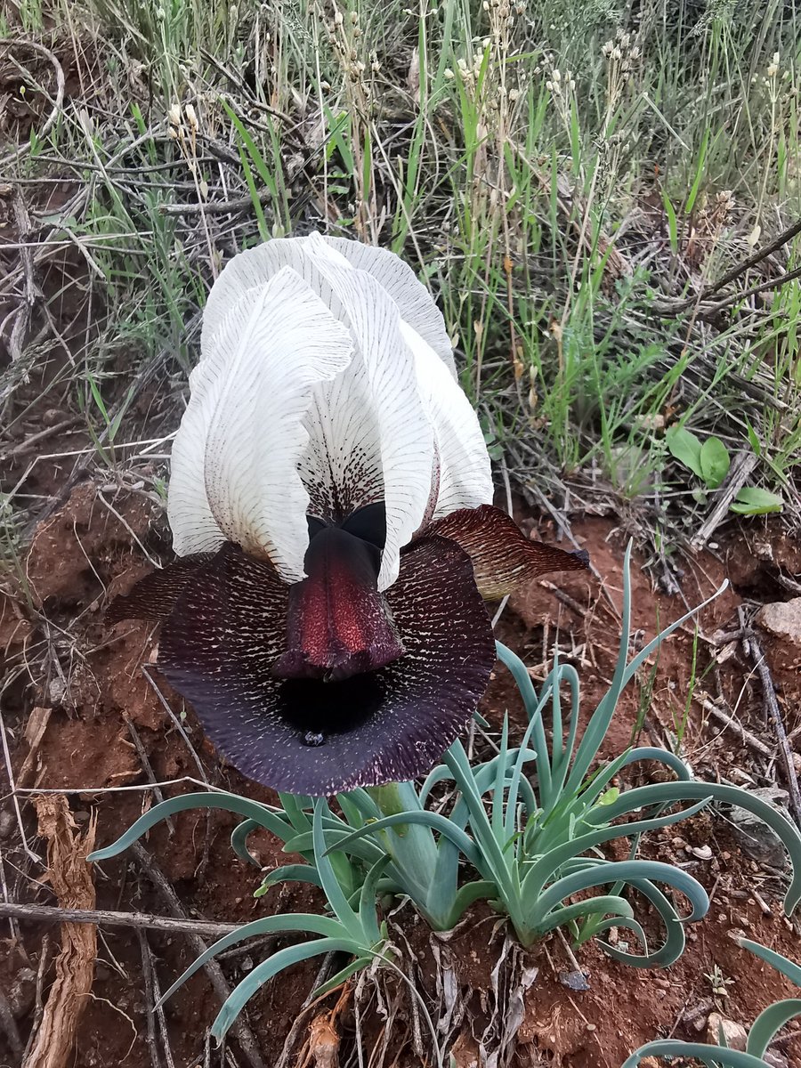 fevziozgokce's tweet photo. #Ardahan, #Kars, #Iğdır, #Ağrı, #Van ve çevresi #Geofit ve #Gülleri...
Türkiye
#Iris #Fritillaria #Hyacinthoides #Bellevalia #Allium #Crocus
#VanYYÜBotanikBahçesi
#VanYYUBotanicalGarden https://t.co/gwCAgObx34