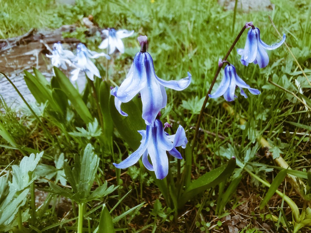fevziozgokce's tweet photo. #Ardahan, #Kars, #Iğdır, #Ağrı, #Van ve çevresi #Geofit ve #Gülleri...
Türkiye
#Iris #Fritillaria #Hyacinthoides #Bellevalia #Allium #Crocus
#VanYYÜBotanikBahçesi
#VanYYUBotanicalGarden https://t.co/gwCAgObx34