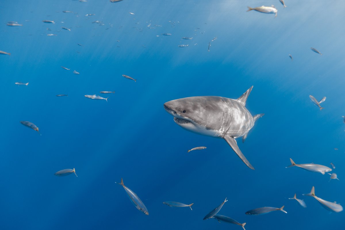 GeorgeProbst's tweet photo. Guadalupe white shark Paul Walker shares the water with quite a few mackerel scad. https://t.co/PTbTEZhO1B