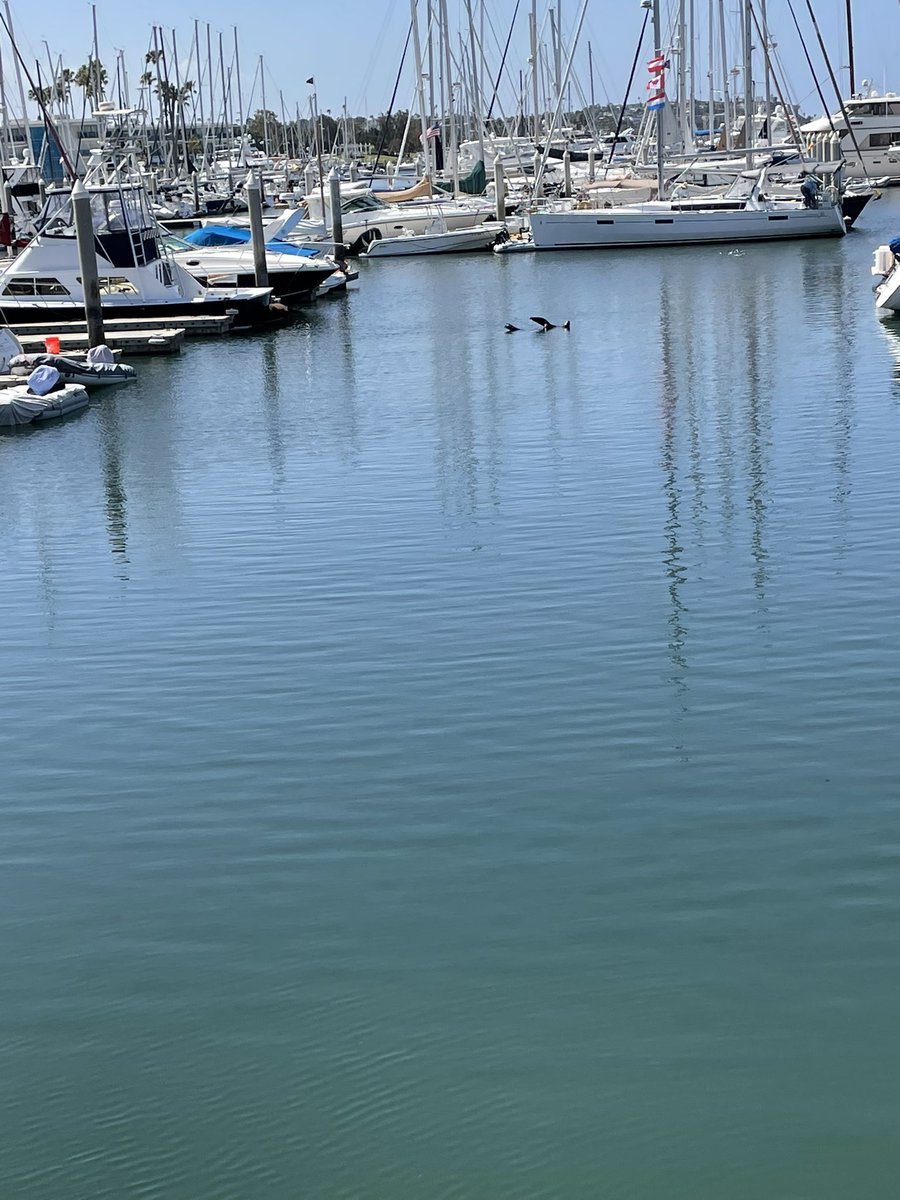 natashyah0's tweet photo. @REI yesterday at Marina del Rey kayakin class Andrew &amp; Emily taught about sea lions “sharking” and why they do it. Today I saw it and shared learning https://t.co/K9qPCUEQ6h