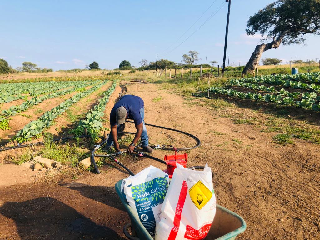 BenicaTheFarmer's tweet photo. In the line of Duty.
Fertigation💦
💫Potassium Nitrate+ Calcium Nitrate 9Kilogram on30LTankfor50X50 Square metre through Driplines😉When farming requires maths and science 😍 I'm grateful to be a Farmer 

Water soluble fertilizer too way cheaper and effective than the Granules https://t.co/os5svj2hjo