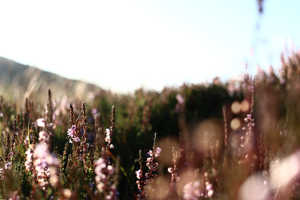 Dreaming of this year's heather bloom 🌸

#highlandheather #scottishheather #heatherjewellery #ecojewellery