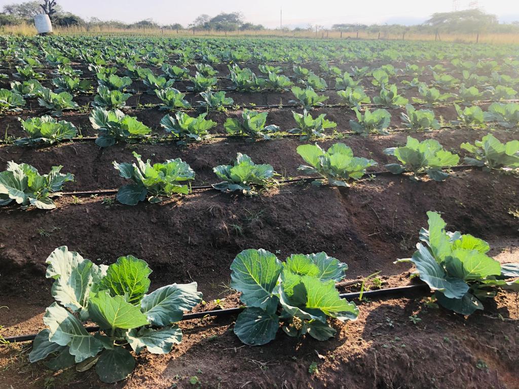 BenicaTheFarmer's tweet photo. In the line of Duty.
Fertigation💦
💫Potassium Nitrate+ Calcium Nitrate 9Kilogram on30LTankfor50X50 Square metre through Driplines😉When farming requires maths and science 😍 I'm grateful to be a Farmer 

Water soluble fertilizer too way cheaper and effective than the Granules https://t.co/os5svj2hjo