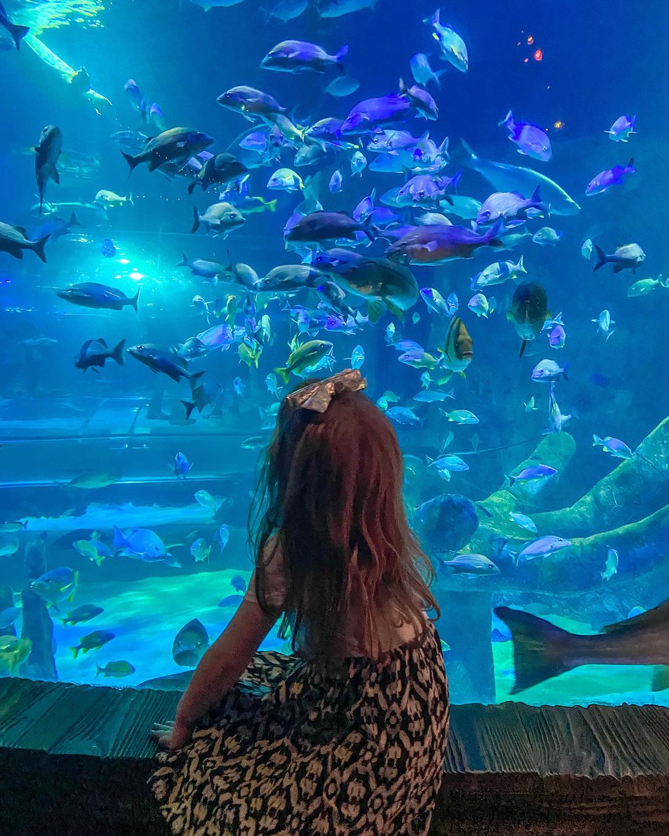 VisitorTollPass's tweet photo. Via @Kissimmee: Learn and enjoy all the wonders of the sea at @SEALIFEOrlando!  🐠 🌊 🐙

📸: @odienadventures
📍: @iconparkorlando https://t.co/EE7Y7djTTU