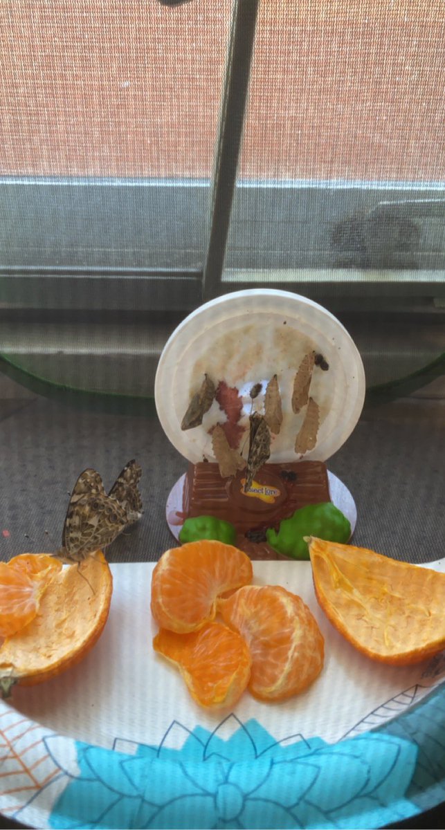 ClassRogers's tweet photo. 4/5 butterflies hatched!! We got to see one come out of the chrysalis today!!!! That’s something they will NEVER forget! 🌞💕🦋 https://t.co/q6xuAvdV5U