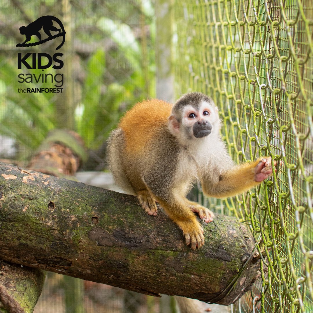 KSTRCR's tweet photo. Clyde was part of a reintroduction program to release orphaned squirrel monkeys🐒. 

We were able to release most of them. Unluckily Clyde was one of the few that didn't pass the "test" as he show some abnormal behavior, was smaller and wasn't vocalizing to the other animals. https://t.co/4C6JVKqGRK