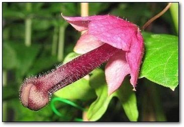 s_ocampo24's tweet photo. @CuzImVelez The plant https://t.co/hEMWrq1pbT