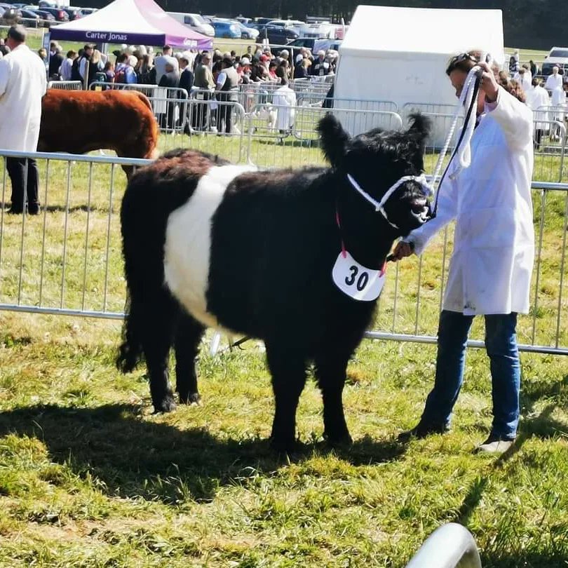 CarrFarmGeese's tweet photo. Great day with the #belties at the #southsuffolkshow on Sunday😊
#beltedgalloway #gonative #beltiesarebest #showtime #nativebreedcattle https://t.co/Edndp0kqJh