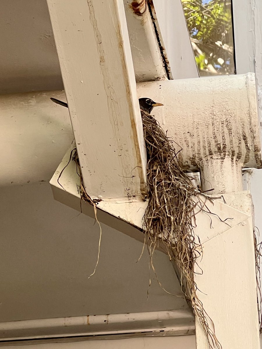 lsullivan's tweet photo. Kindergarten students found interesting living and nonliving things and talked with a partner about their photos #nature #iPad #iPadEd #bird #nest #school #KWBPride #outdoors #flowers #rocks https://t.co/zSynyqLbwV