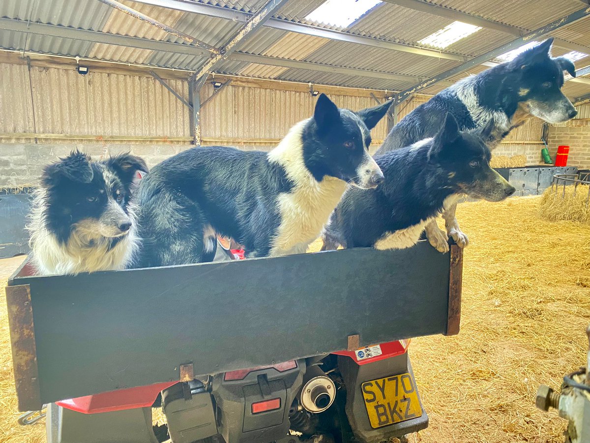 armadalefarm's tweet photo. Loading up and shipping out with the  team. 🐾🐾🐾🐾 https://t.co/Yz7b7UtWjf