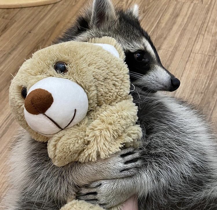 Raccoons Hourly (@raccoonhourly) on Twitter photo 