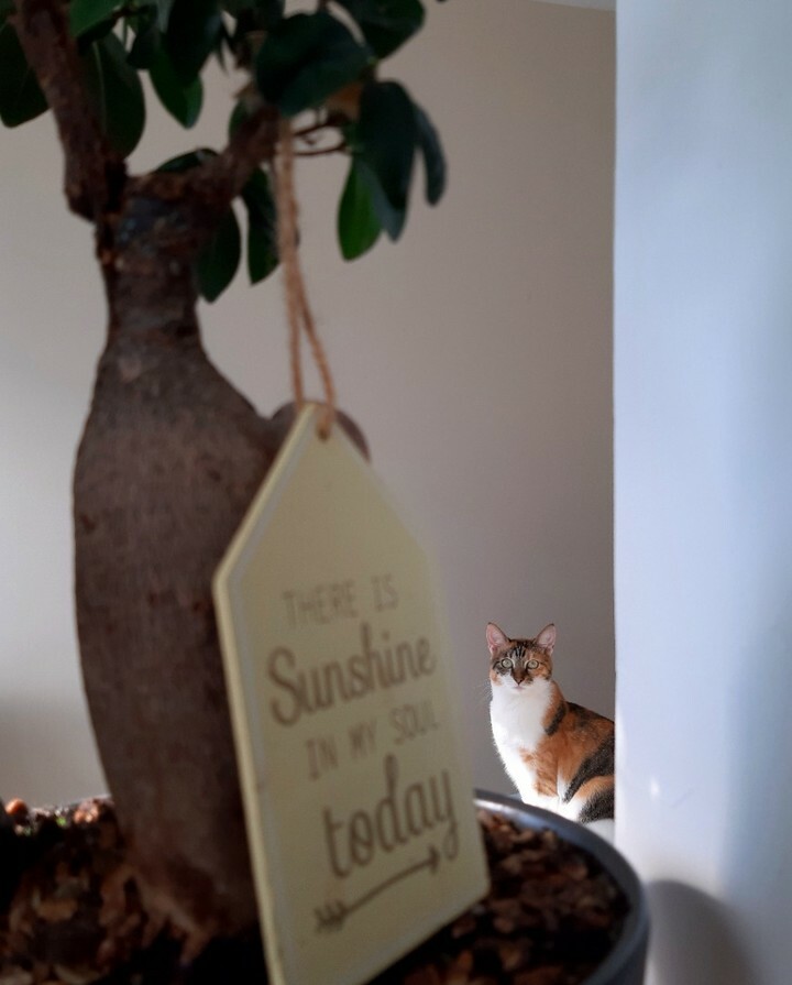 kitcatpuzzle's tweet image. Brightening the human's day ☀️😸💕☀️

#catlife #lovecats #sunshineinmysoul #heartcats #happycats instagr.am/p/CdV8IGrIVGC/