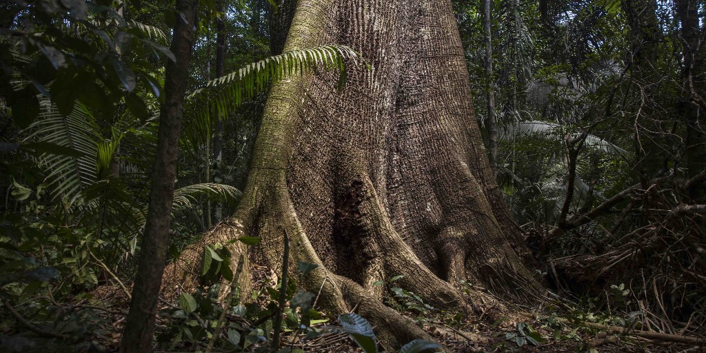 forestservice's tweet photo. The U.S. has been a world leader in sustainable forest management since the Forest Service was created in 1905. We help other countries learn to manage forest lands &amp; resources to meet the needs of present &amp; future generations. https://t.co/JbihCC2HEA https://t.co/ZwATXwOHdB