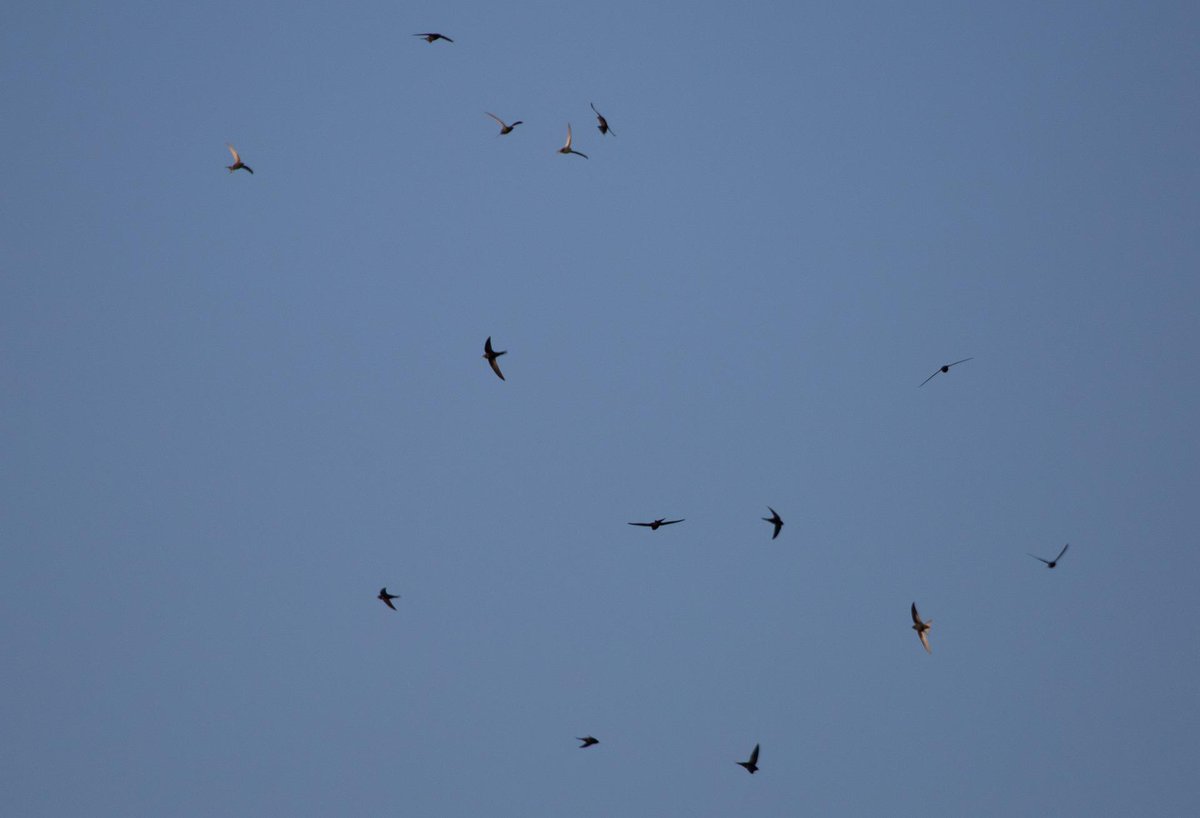 StAsBiggleswade's tweet image. The swifts have come back to #Biggleswade - sightings over the church, residential areas and out towards @JordansMill @Natures_Voice #swiftwatch #swift