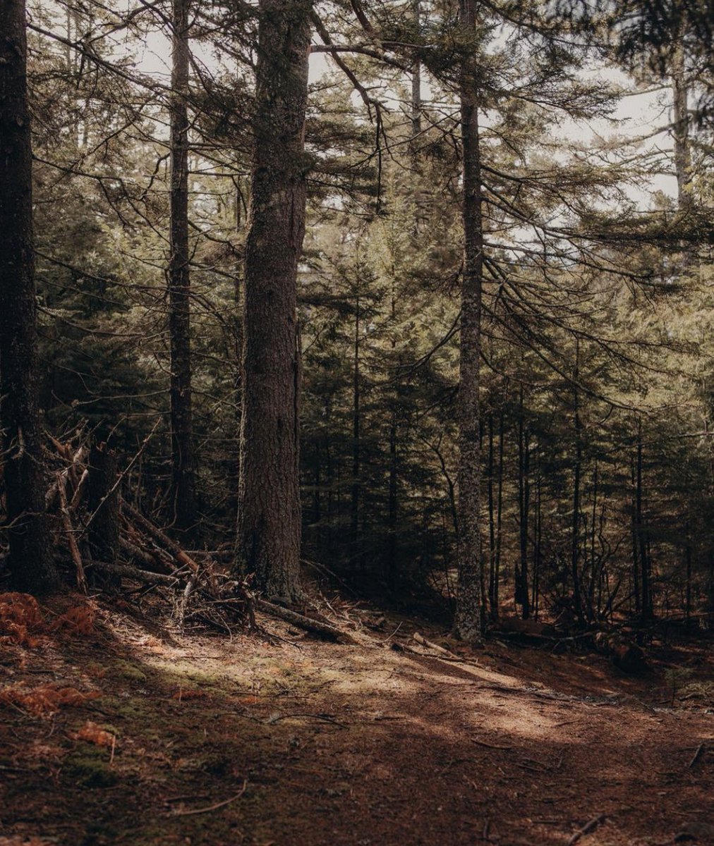 AhoyThereJay's tweet photo. Today was a beautiful day for a walk ❤️ #MountDesert #Maine https://t.co/5UM3oH9rOF