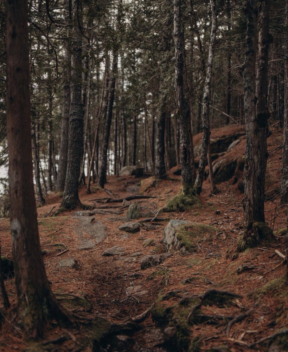 AhoyThereJay's tweet photo. Today was a beautiful day for a walk ❤️ #MountDesert #Maine https://t.co/5UM3oH9rOF