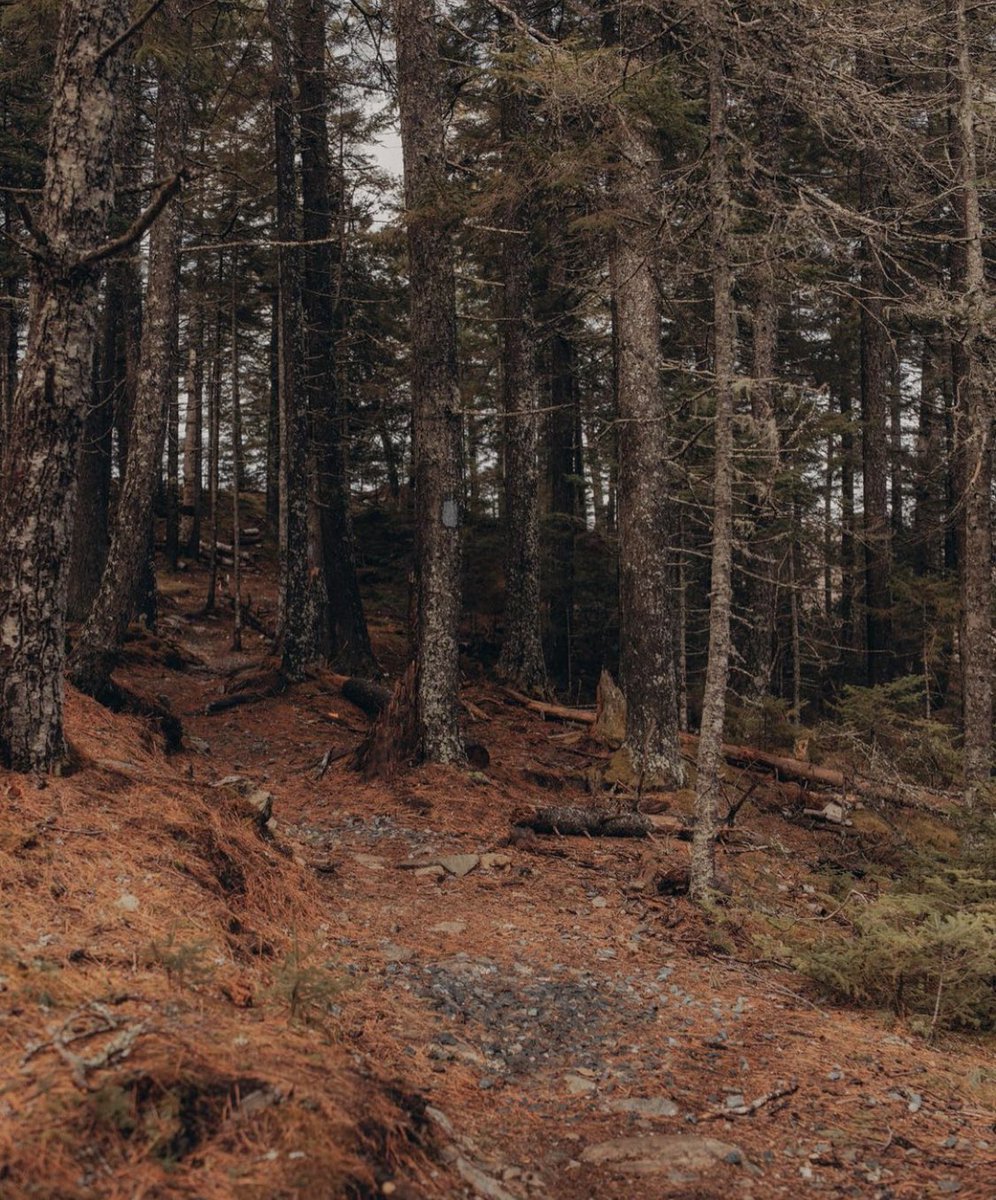 AhoyThereJay's tweet photo. Today was a beautiful day for a walk ❤️ #MountDesert #Maine https://t.co/5UM3oH9rOF