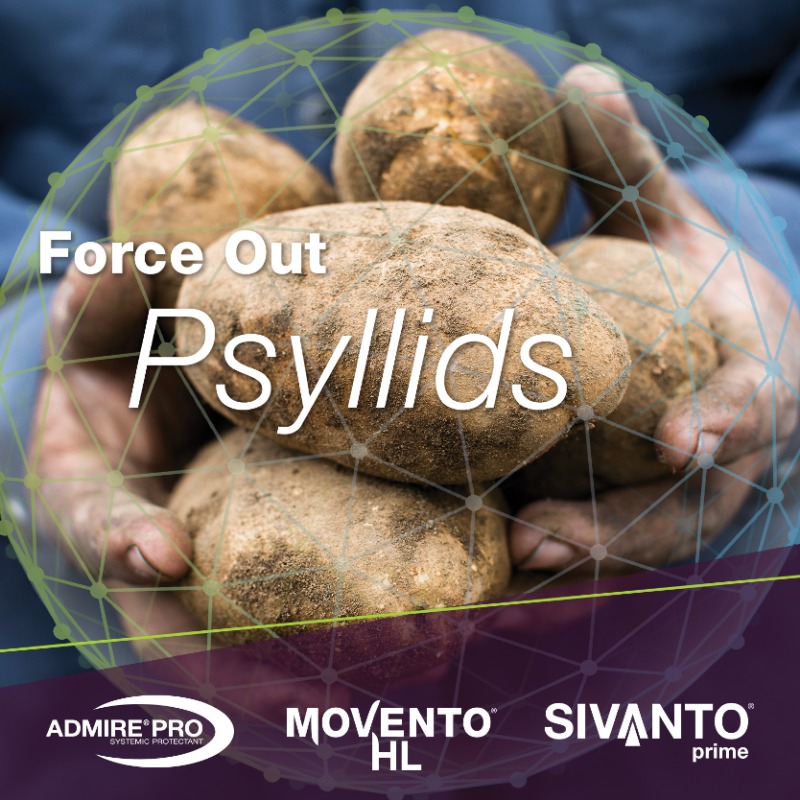 BayerCropProUS's tweet photo. Keep #psyllids from altering your #potato crop for the worse by creating a #ForceInTheField with our portfolio of products.
๐
https://t.co/UIHDx6wuj1 https://t.co/DC8SQAwC1s