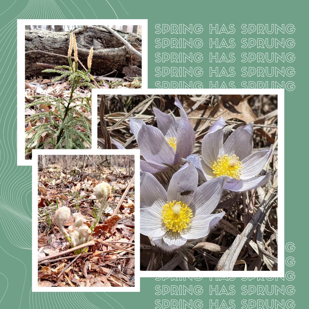 greatrivergreen's tweet photo. Lycopodium (often mistaken as little spruce trees) & cinnamon fern fiddleheads emerge at a Metro Big River project site. Pasqueflowers steal the show at a Metro prairie site. What's your favorite sign of spring? #RestoreMN #spring #springinMN
📸: Wiley Buck & Becca Tucker https://t.co/vbXnTw2vf2