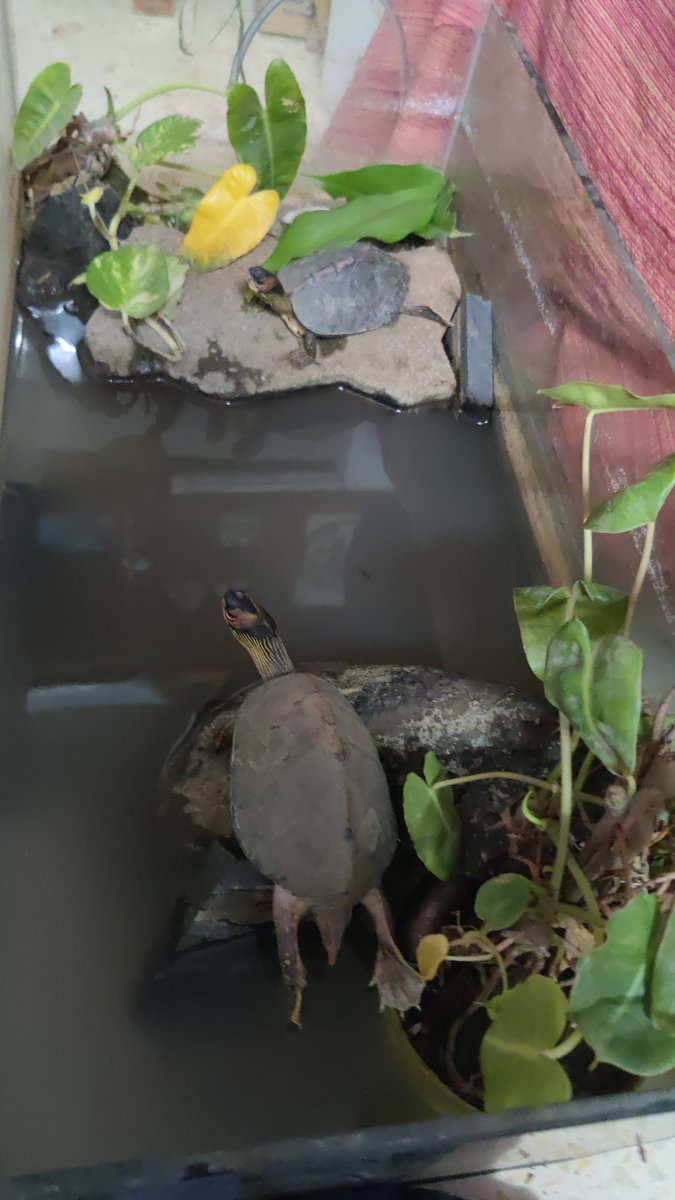 michsimoes's tweet photo. Never ever been more grateful to have made it home to Mitsy and the herps..Forgotten how bad acute pain can be, physical pain especially. The other stuff shouldn't even matter at this point. https://t.co/vVsp6fJn2Z