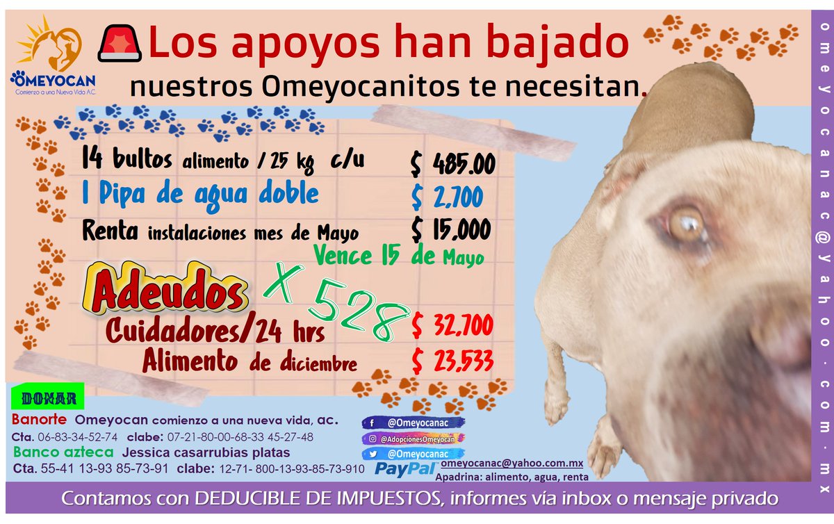 OMEYOCANAC's tweet image. Como todos los días hacemos nuestro llamado.
Los apoyos han bajado, pero no perdemos la esperanza de que te unirás para seguir adelante y no perder el refugio de 528 vidas.

¿ Crees poder apoyarnos y pasar la voz?
DESDE 💰$ 50.00 PESITOS puedes #apoyarnos. 🐕