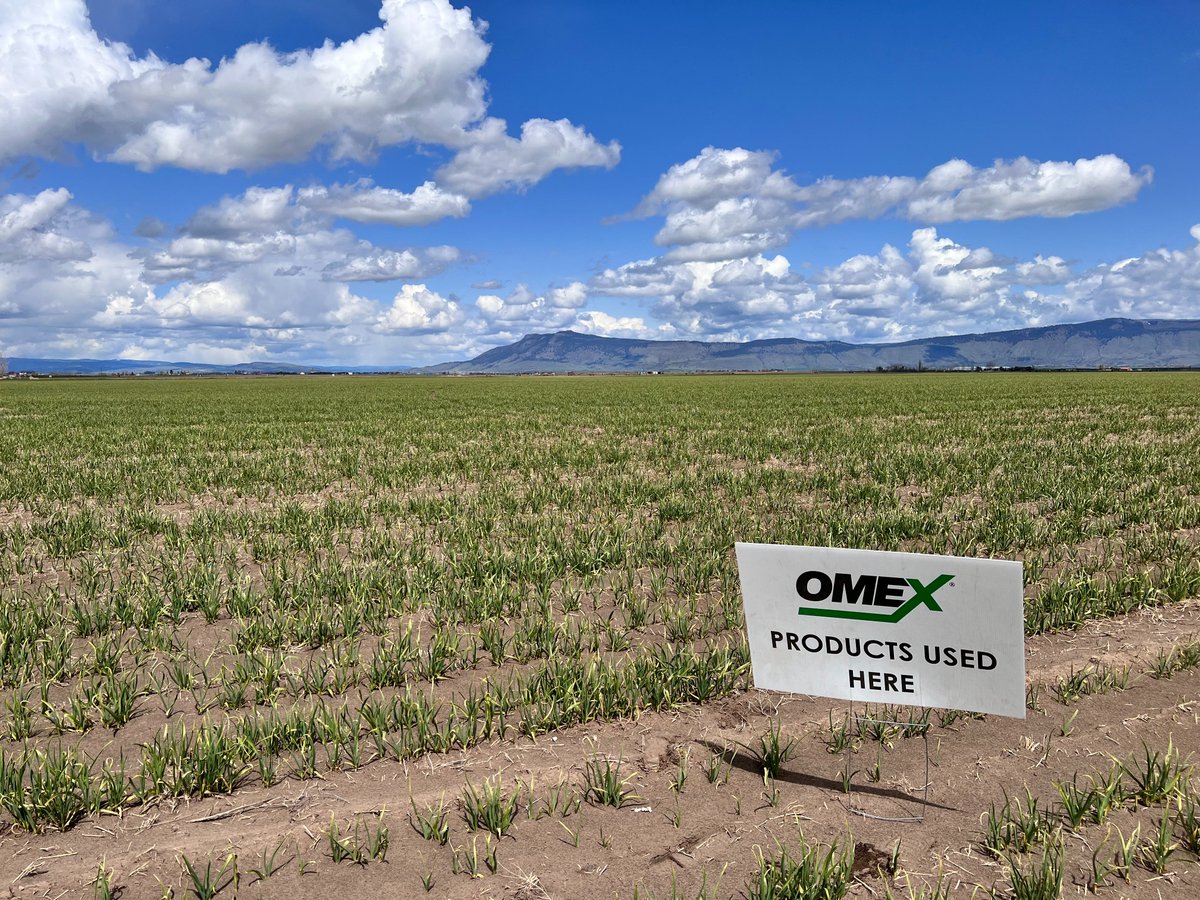 OMEXUSA_'s tweet photo. Garlic is growing in the Pacific Northwest and looks amazing with OMEX Cell Power SizeN! Contact us at omexusa@omex.com to find a representative in your area! #Garlic, #SizeN, #pnw, #omex https://t.co/3BieBAco5E