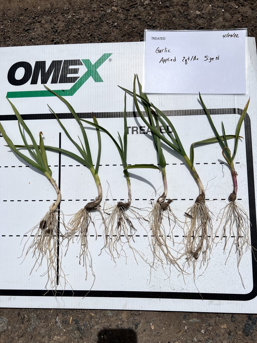 OMEXUSA_'s tweet photo. Garlic is growing in the Pacific Northwest and looks amazing with OMEX Cell Power SizeN! Contact us at omexusa@omex.com to find a representative in your area! #Garlic, #SizeN, #pnw, #omex https://t.co/HNb2aKKHks