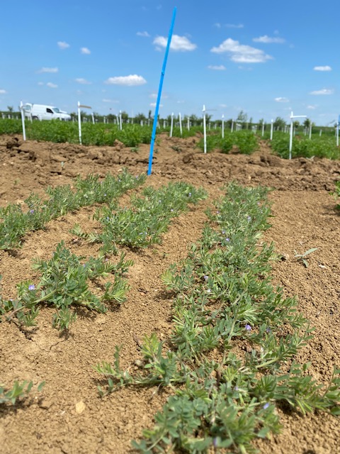LentilleFR's tweet photo. Cultivées et Sauvages, les premières #Lentilles sont déjà en fleurs sur l'essai du projet #RésiLens ! Les premières bruches ne sauraient tarder... Nous surveillons leur arrivée grâce à une tente Malaise et nous vous dirons davantage lors de la #JournéeLentilleBreteniere https://t.co/mlnpWgfLVF
