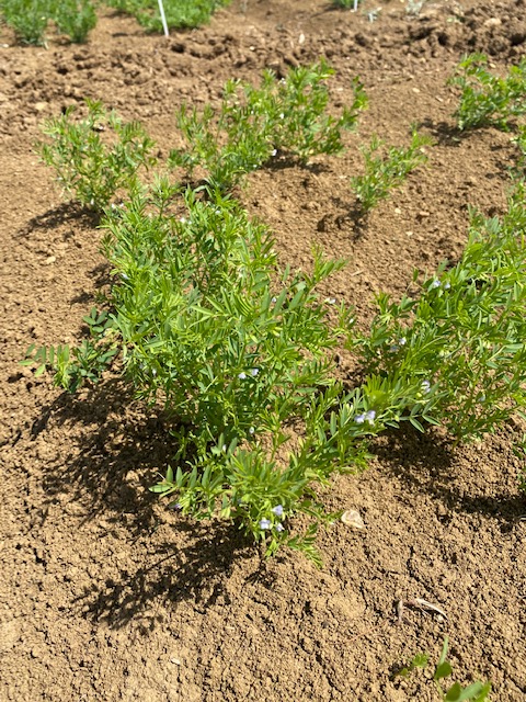 LentilleFR's tweet photo. Cultivées et Sauvages, les premières #Lentilles sont déjà en fleurs sur l'essai du projet #RésiLens ! Les premières bruches ne sauraient tarder... Nous surveillons leur arrivée grâce à une tente Malaise et nous vous dirons davantage lors de la #JournéeLentilleBreteniere https://t.co/mlnpWgfLVF