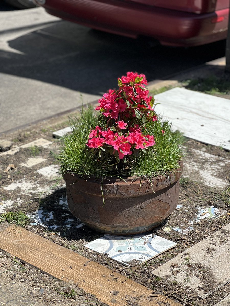 CongressLowered's tweet image. Working on liberty gardens , this Japanese plant is inside of a truck brake drum , doing spectacular as ever