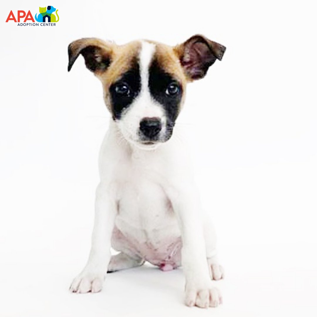 APAofMO's tweet photo. We’re full of puppy love at the APA today! 

For more information on any of these cuties, please visit: https://t.co/e58kBYurPg.

#APA #APAMO #AdoptDontShop #Puppies https://t.co/4myAn5XPrq