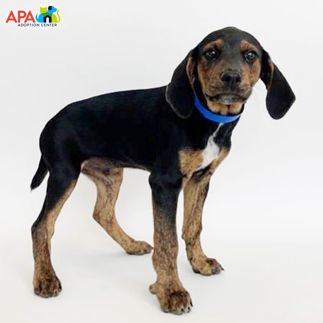 APAofMO's tweet photo. We’re full of puppy love at the APA today! 

For more information on any of these cuties, please visit: https://t.co/e58kBYurPg.

#APA #APAMO #AdoptDontShop #Puppies https://t.co/4myAn5XPrq