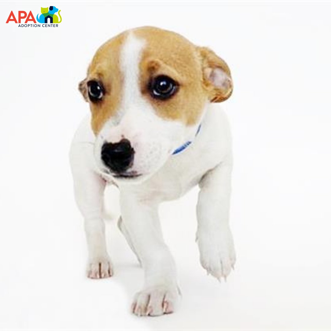 APAofMO's tweet photo. We’re full of puppy love at the APA today! 

For more information on any of these cuties, please visit: https://t.co/e58kBYurPg.

#APA #APAMO #AdoptDontShop #Puppies https://t.co/4myAn5XPrq