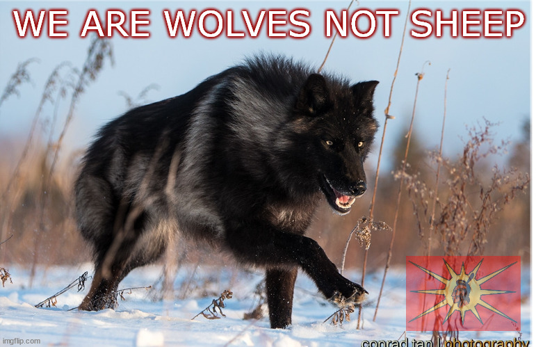 Warrior Publications (@zig_zag48) on Twitter photo 
