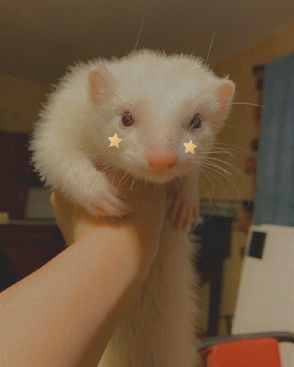 MadameRecluse's tweet photo. My beautiful Lady Pheebs has to go to the vet today. Please send good vibes her way. #ferret #pheobebuffay #Pheebs #motherofferrets #healingvibes https://t.co/UJRMiuWdKP
