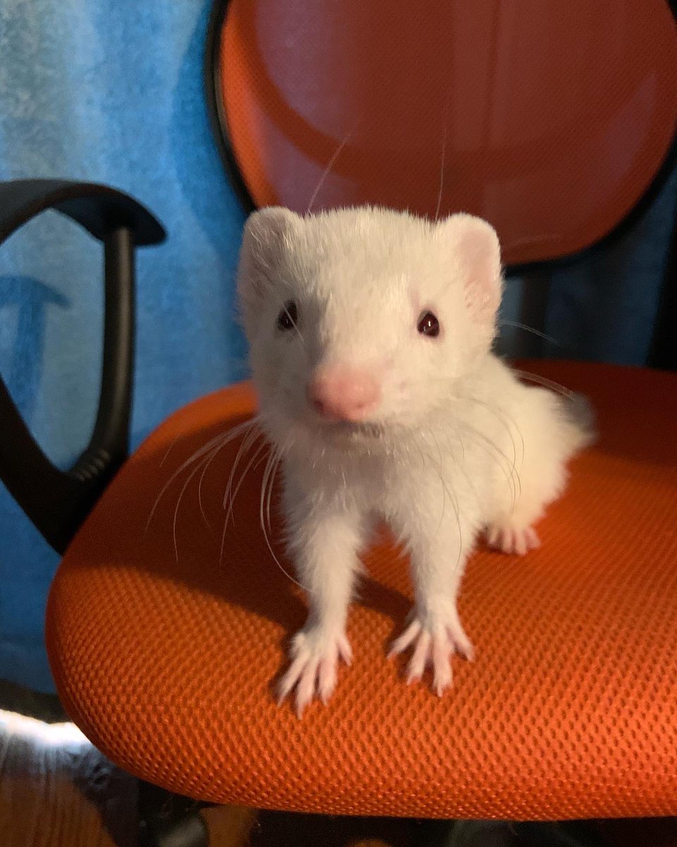 MadameRecluse's tweet photo. My beautiful Lady Pheebs has to go to the vet today. Please send good vibes her way. #ferret #pheobebuffay #Pheebs #motherofferrets #healingvibes https://t.co/UJRMiuWdKP