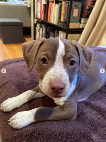 pets911id's tweet photo. May is a young, playful, super friendly girl looking for her forever family. She loves to play with her toys, other dogs, kids and to run around outside.

https://t.co/Xrtg3VGpVY https://t.co/3tkIDzte80