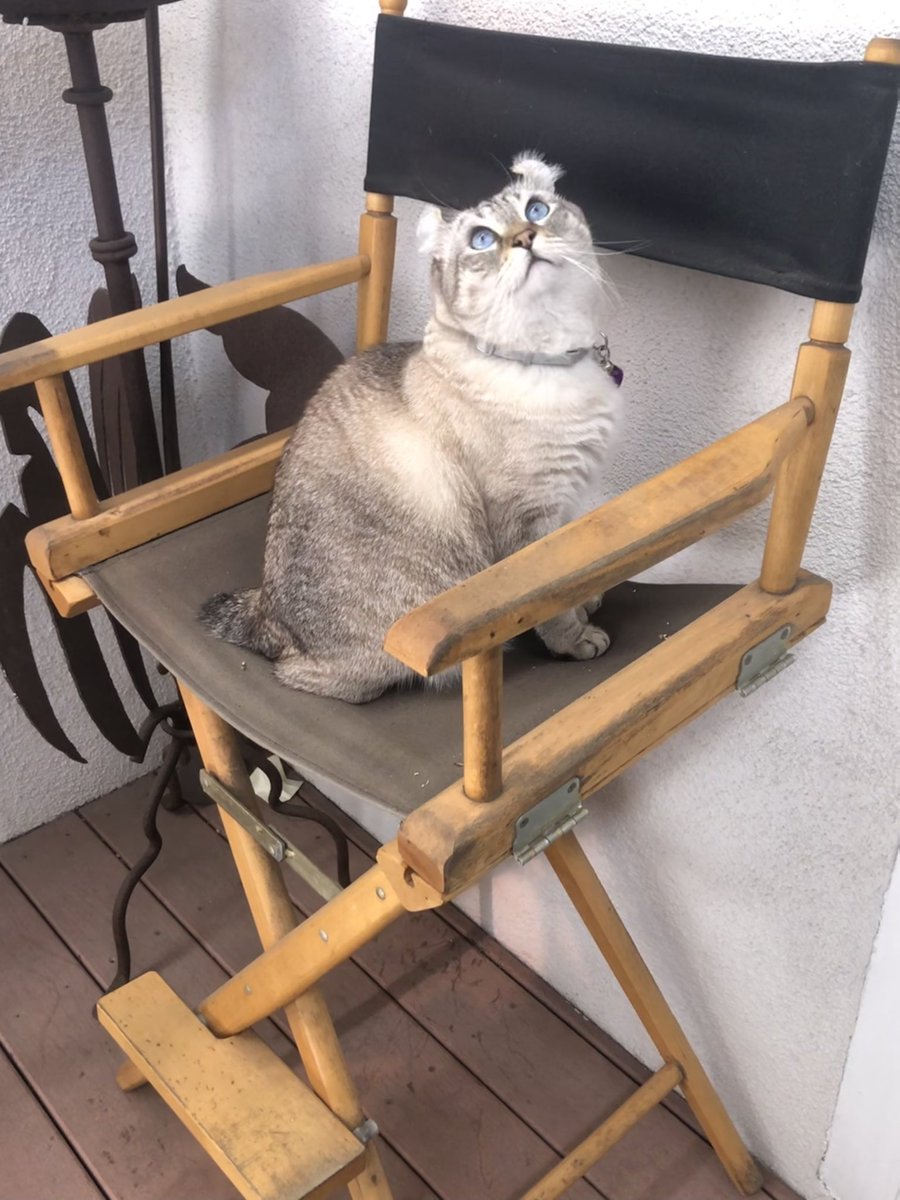 Brewskiethecat's tweet photo. Quiet on the set #directorcat #CatsOfTwitter #Hedgewatch #cutecat #polydactylcat #blueeyedcat https://t.co/QCjWvYzpbX