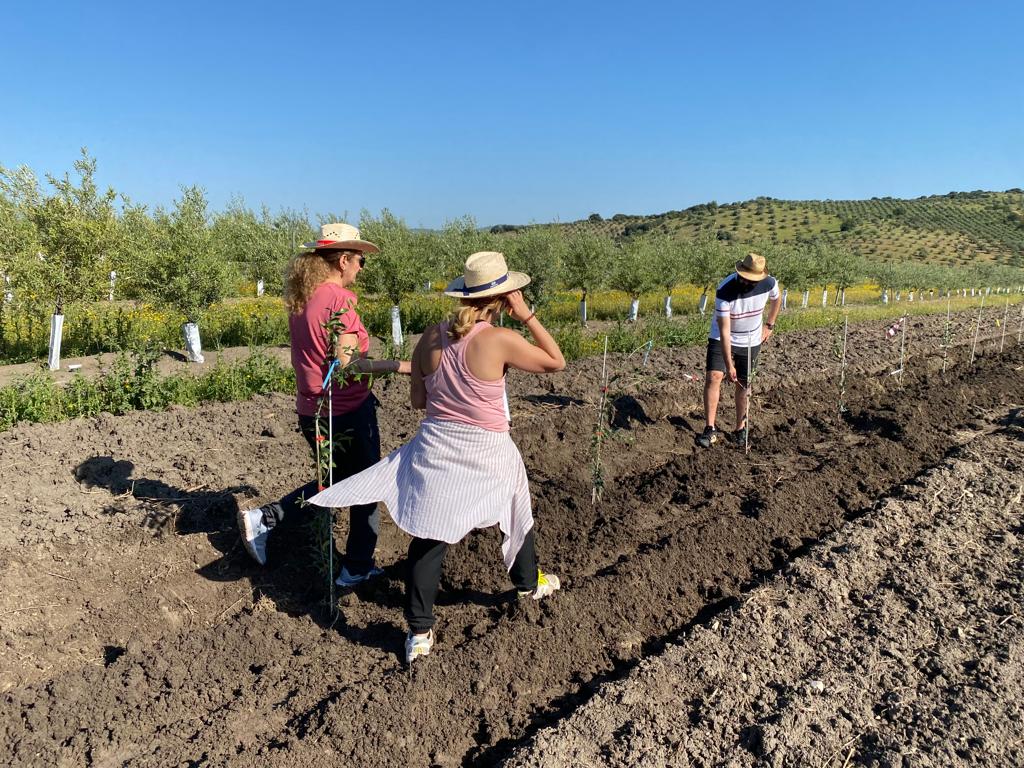 olivebreeding's tweet photo. What a great team for checking our new experimental plots! 👍👏☀️🌞 https://t.co/vtGbjAutVw
