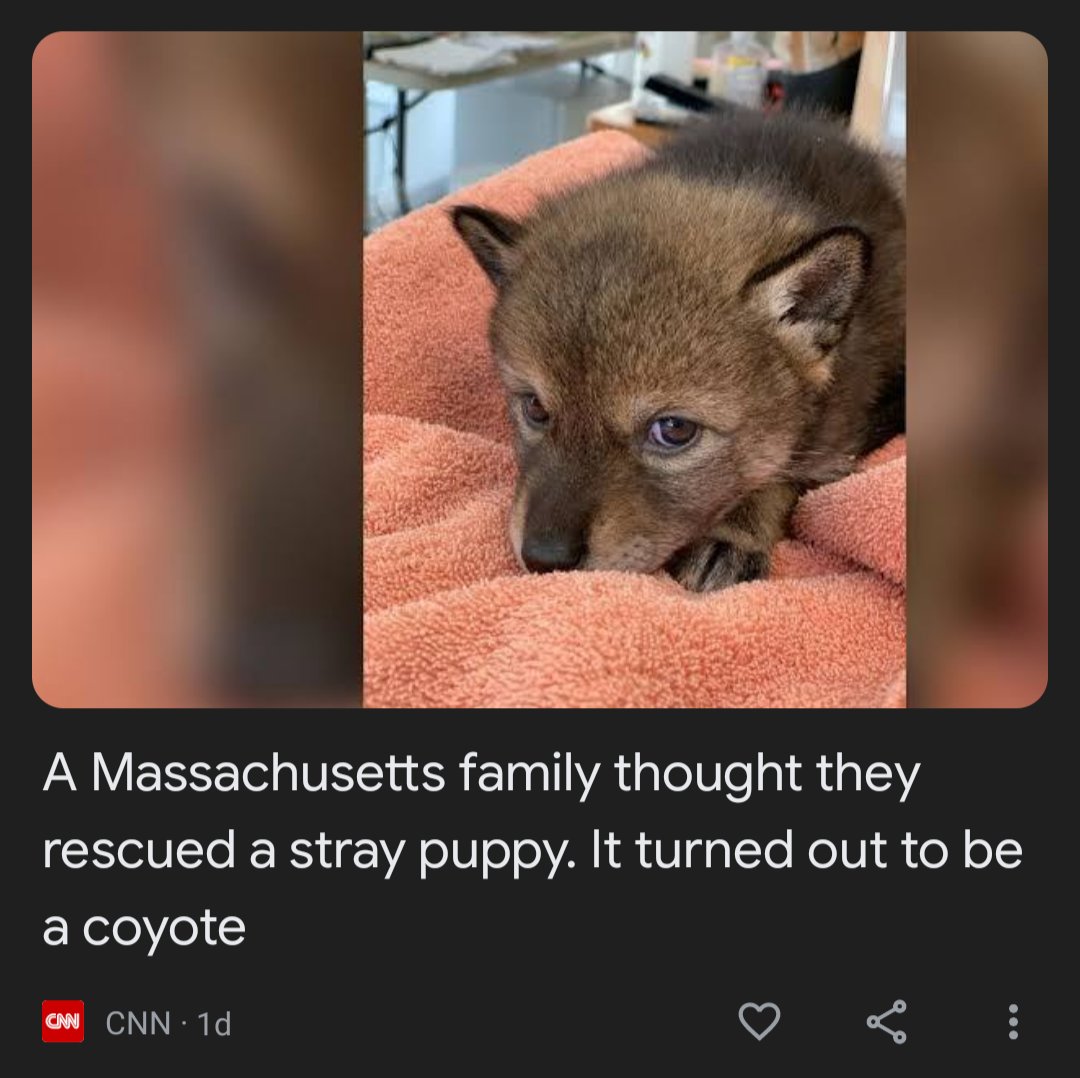 ognigrazia's tweet photo. I bet this 'puppys' is thinking, "my, what juicy steaks you must have in the fridge" https://t.co/Mwr3nu1BVC