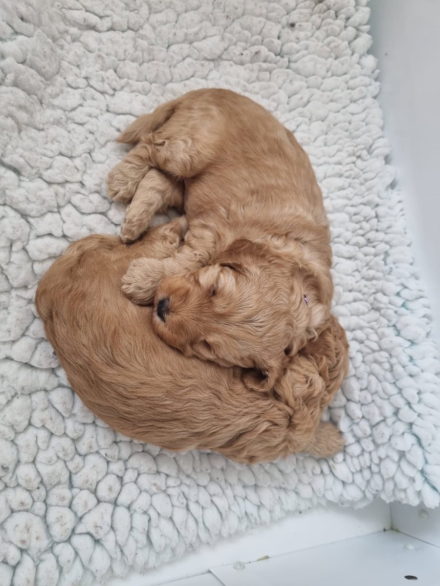 From an early age many puppies study the Ancient Chinese philosophy of Yin and Yang. #dogsoftwitter #philosophersdogs