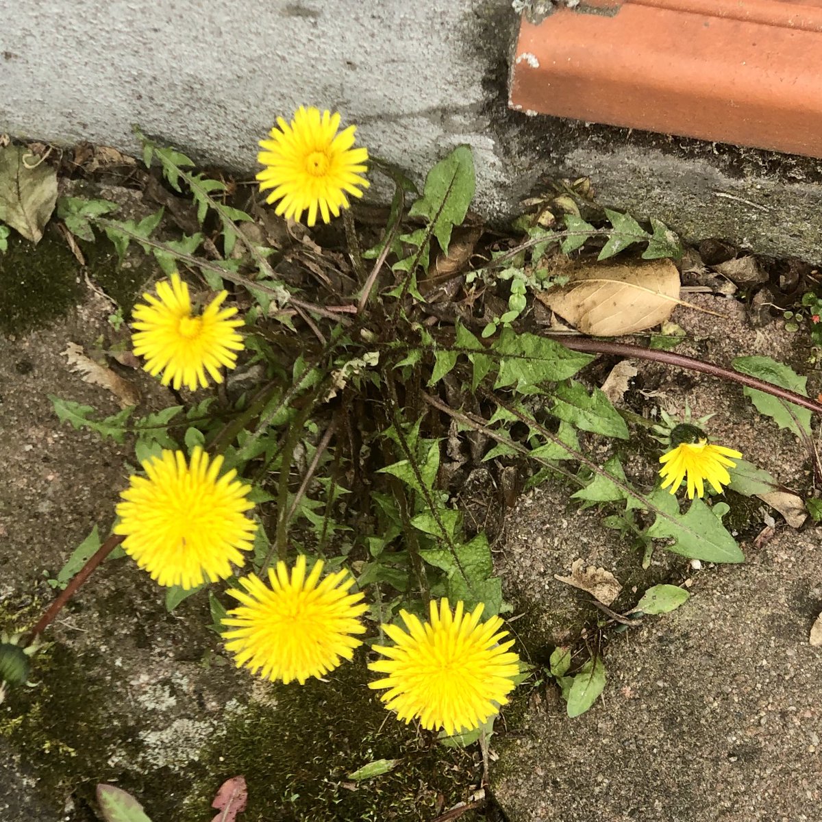 glaubeweiter's tweet photo. #Löwenzahn mit #leuchtend #gelben #Blüten Manche nennen ihn #Unkraut und #ärgern sich, weil er so #robust ist + in jedem #Winkel #wächst + #gedeiht Auch in #Mauerritzen In #Fugen von #Beton oder #Asphalt So ist #Hoffnung Das #Leben #triumphiert und #blüht gegen alle #Widerstände https://t.co/wC9ohvaOvU