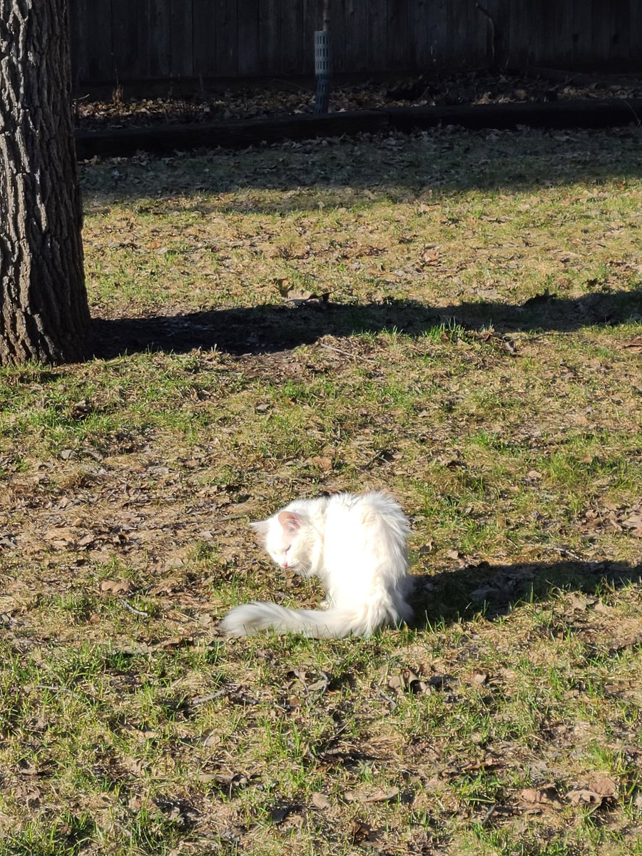 Madeofbeasts's tweet photo. Do you need a cat in the sun today? Don't lie. Of course you do. Don't worry, I've got you covered. https://t.co/KwW6Sc0O8R