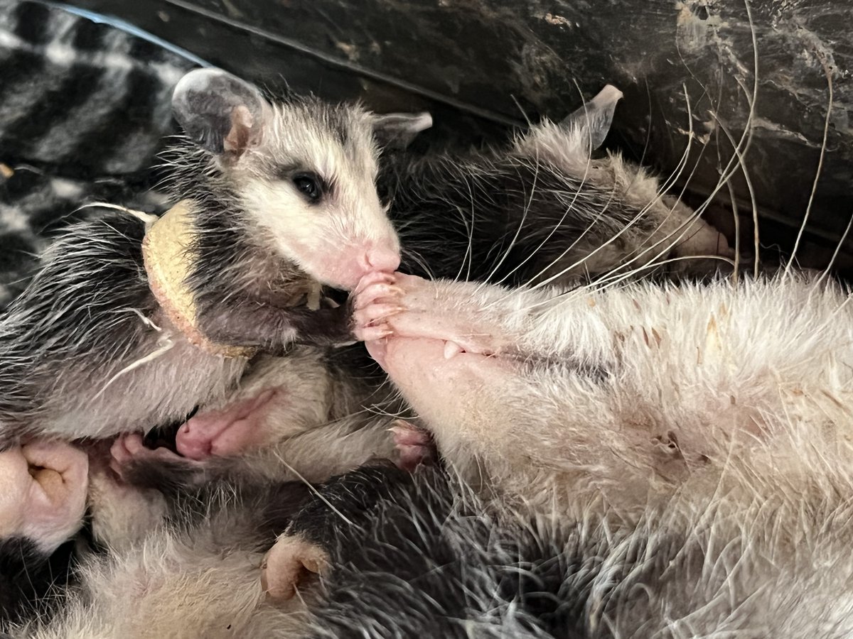 CVARescue's tweet photo. Baby opossums with their mom.
Happy belated Mother's Day!
#babyopossums #babyseason #WAGives #animalrescue https://t.co/nairDAUGg6